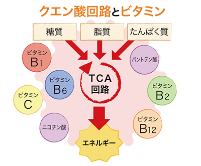ビタミンの役割